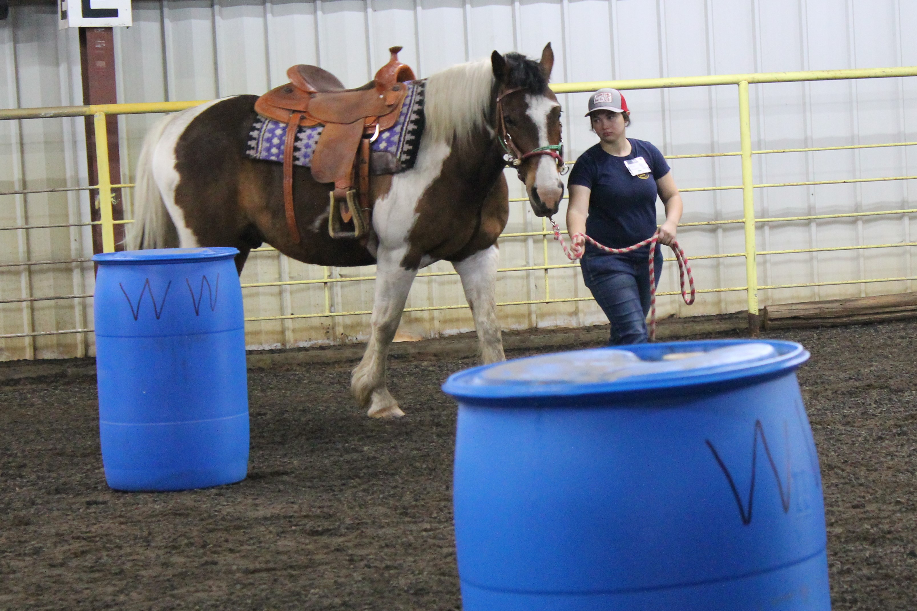 Equine Care and Management InternshipThe Right Path